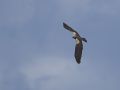 P4024975_1200WP.jpg