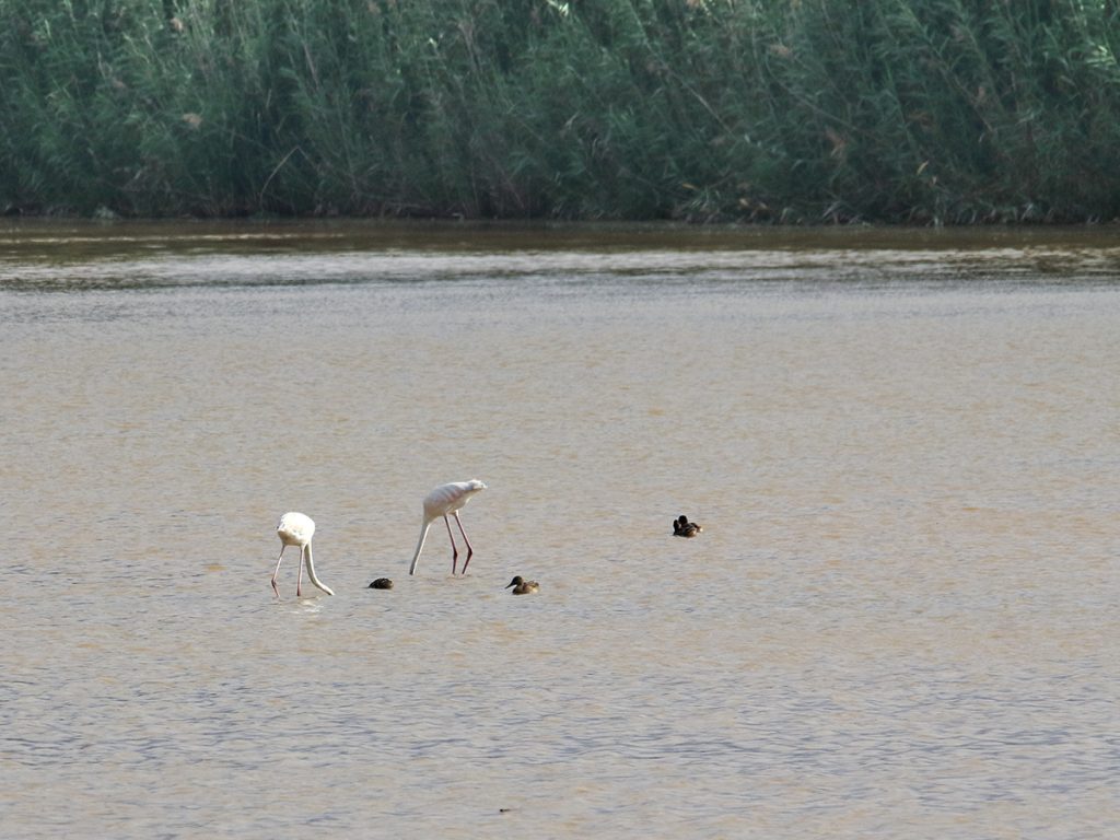 Flamencos y patos en el Llobregat