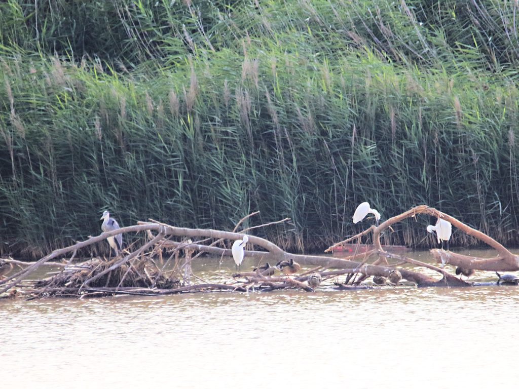 Diversas garzas y patos reposando