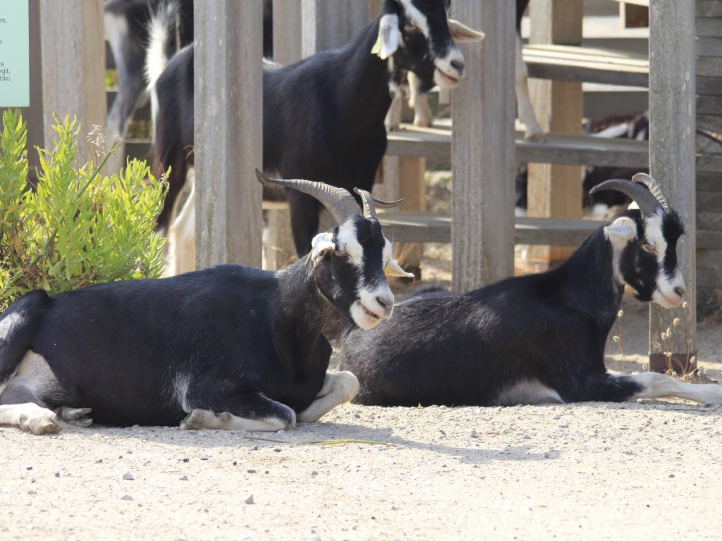 Cabras custodiando el mirador