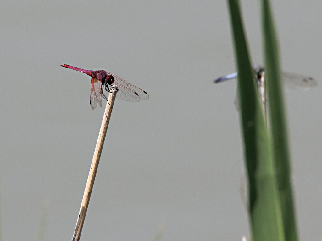 Libélula roja posando