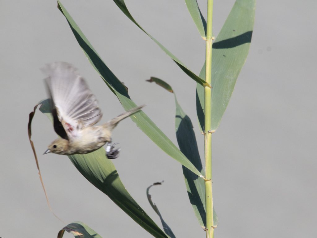 Pajarillo anillado