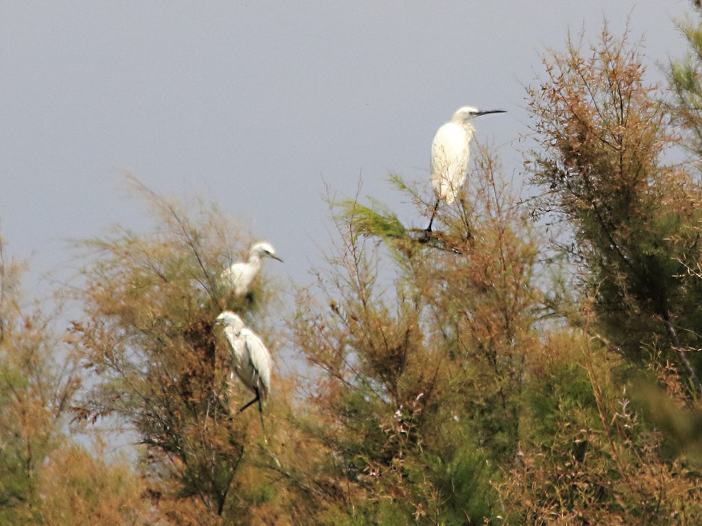 Garcetas en los árboles