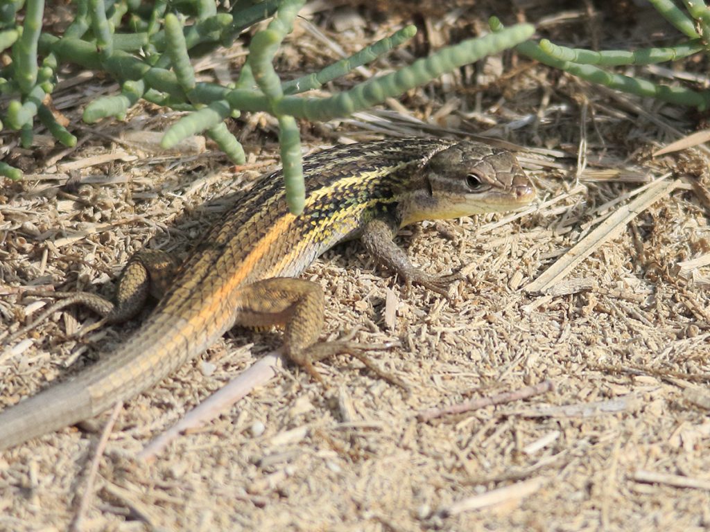 Lagartija
