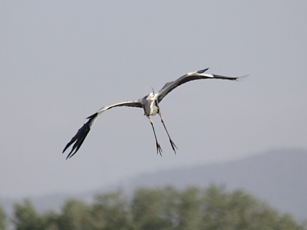 Garza real in itínere