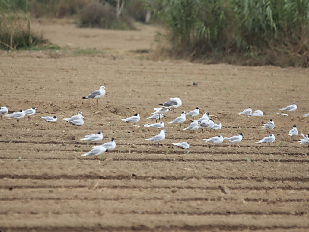 Gaviotas patiamarillas y reidoras