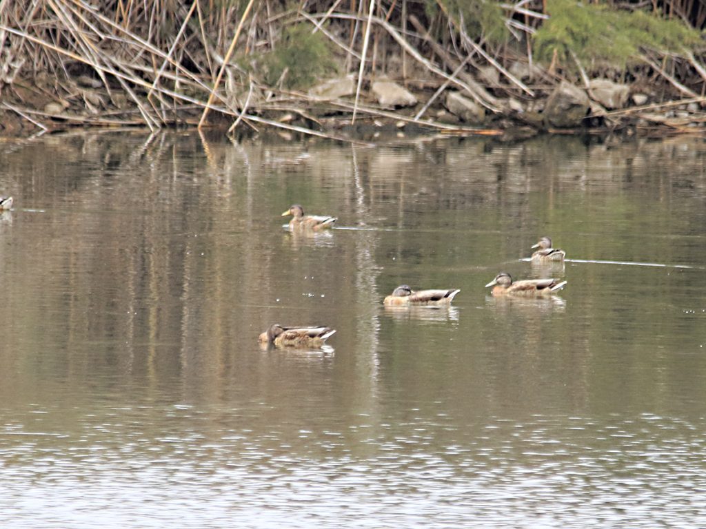 Grupo de cercetas