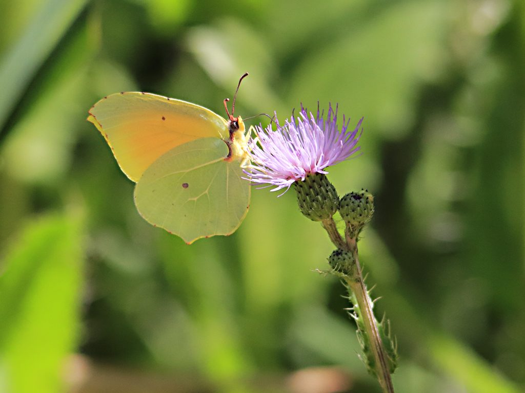Mariposa