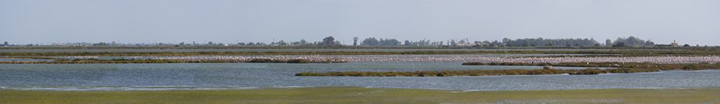Miles de flamencos en La Tancada