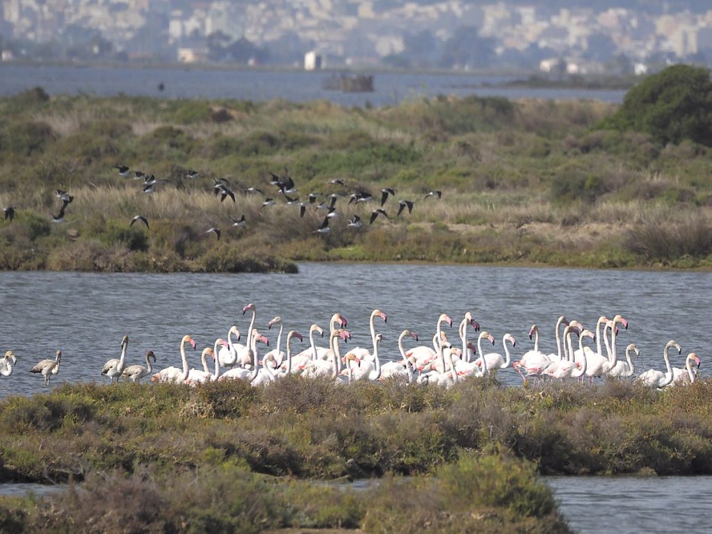 Flamencos algo más espabilados