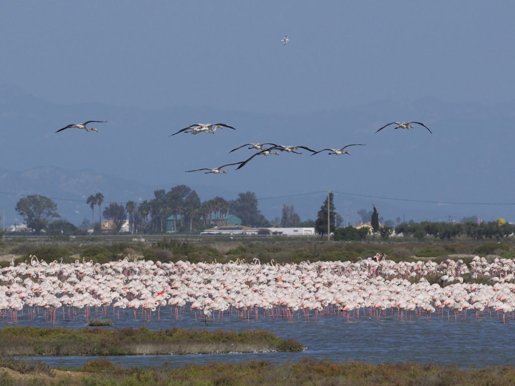 Flamencos volando sobre el grupo