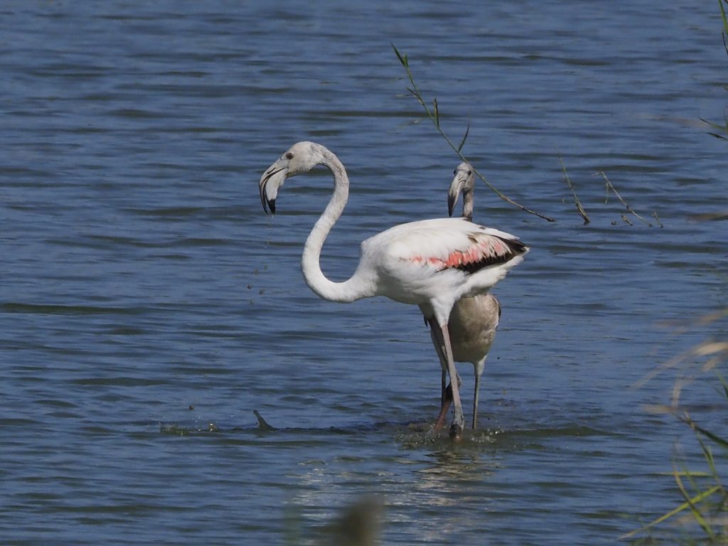 Flamencos en Riet Vell