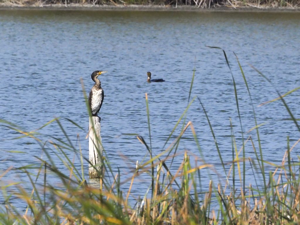 Cormorán a lo suricata