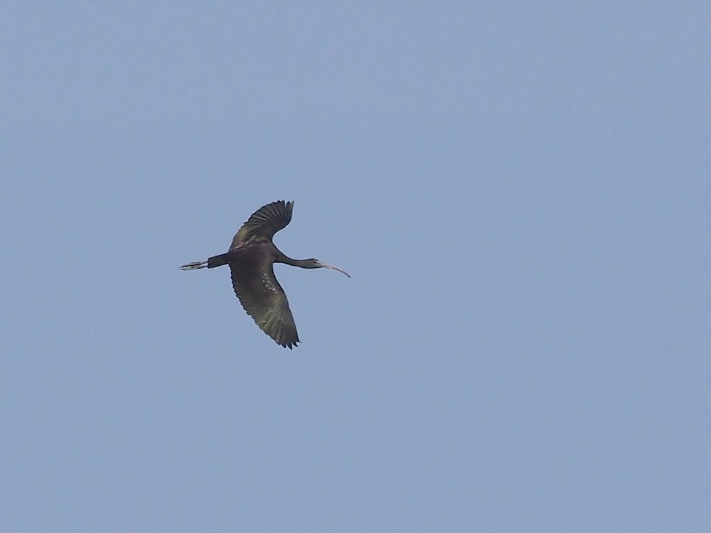 Morito volador