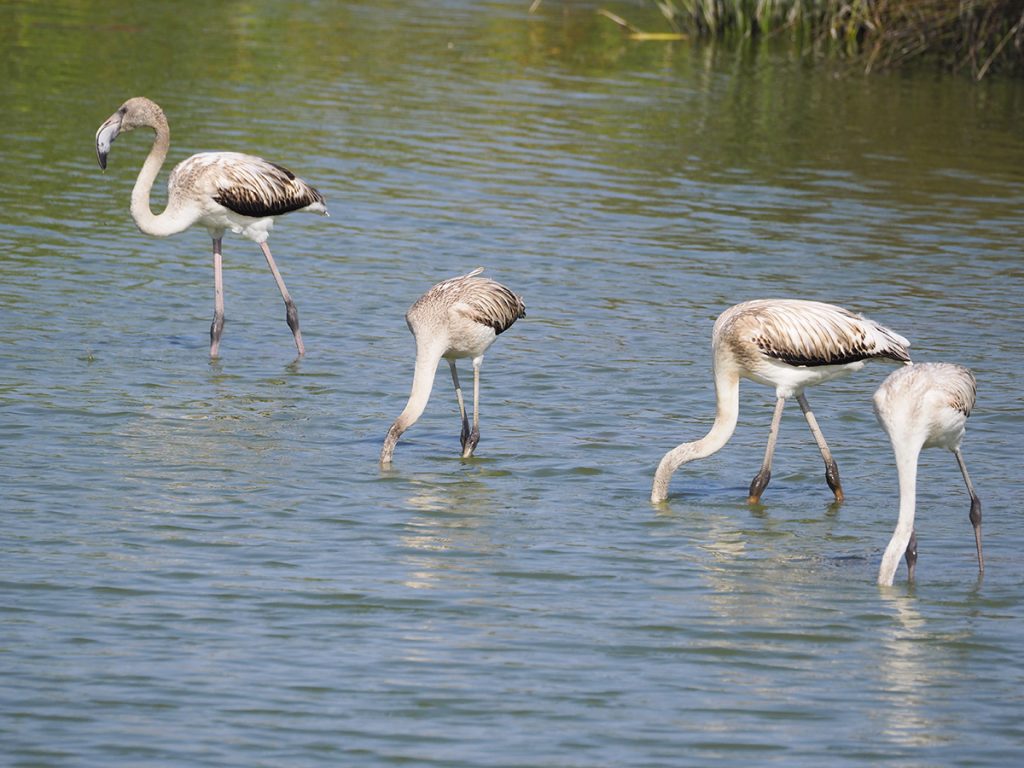Flamencos alimentándose