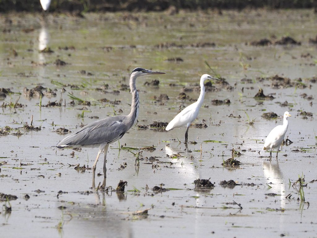 Garza real y compañía