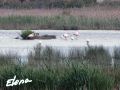 IMG_9962_WP.jpg