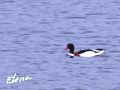 IMG_9987_WP.jpg