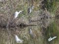 10_Garzas.jpg