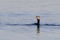 11_Cormorán.jpg
