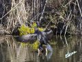 12_Cormorán.jpg