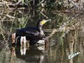 13_Cormorán.jpg