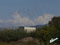 15_Gaviotas.jpg