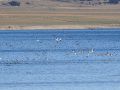 06_Ánades en Gallocanta.jpg
