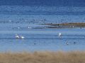 08_Flamencos en la laguna.jpg