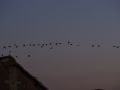 16_Más grullas en el cielo.jpg