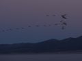 17_Grullas al amanecer.jpg