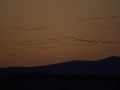 24_Cielo cubierto por grullas.jpg