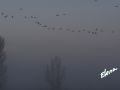 55_Grullas al amanecer.jpg