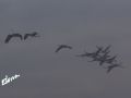 61_Grullas entre la niebla.jpg