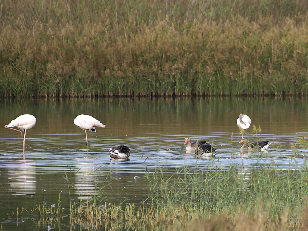 Flamencos y ocas comunes