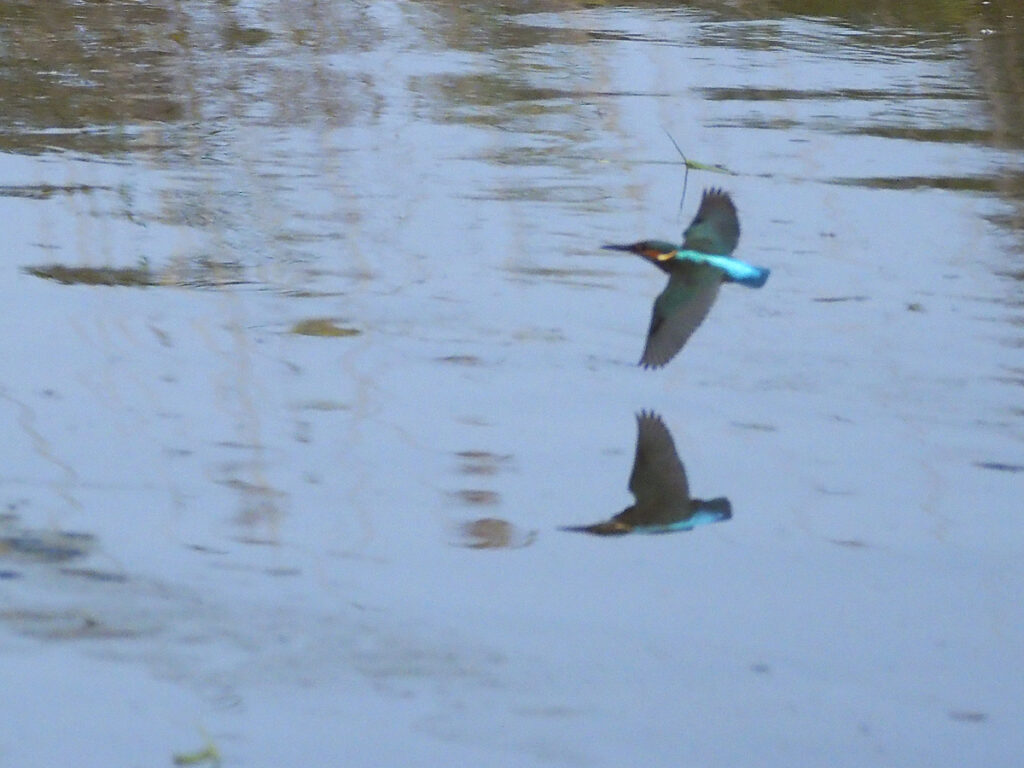 Primera aparición del martín pescador