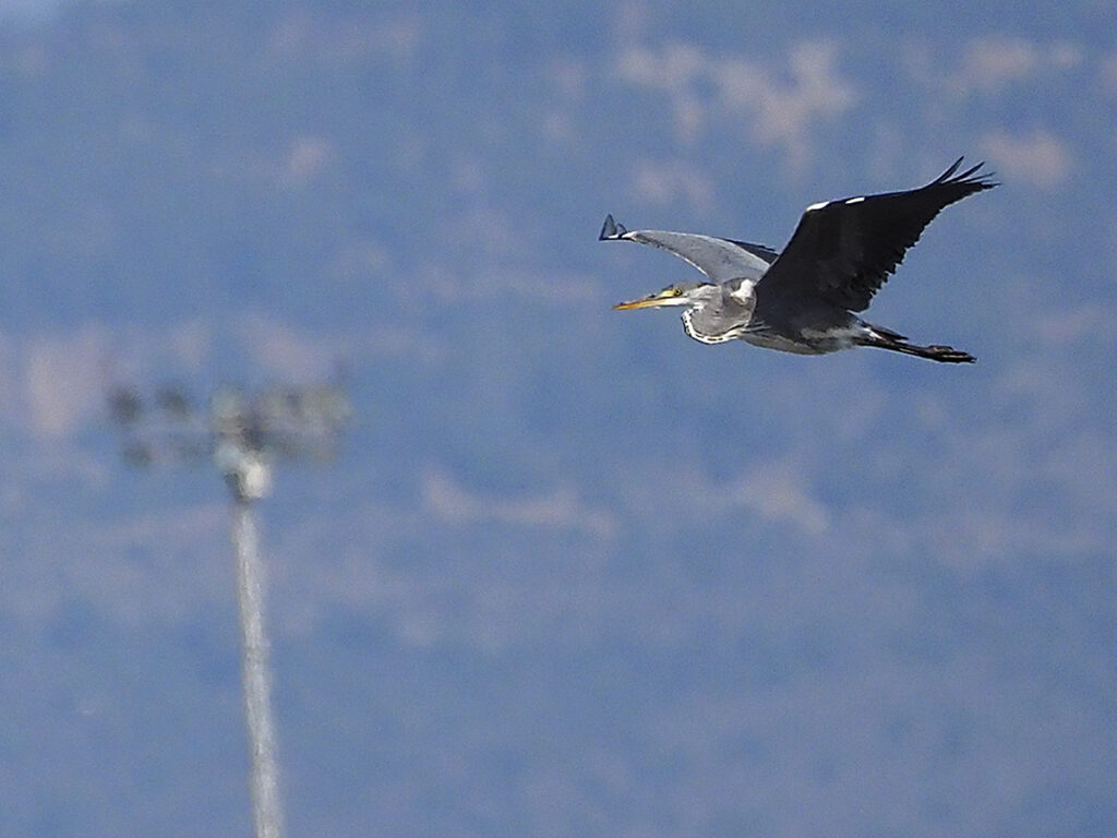 Garza real que viene...