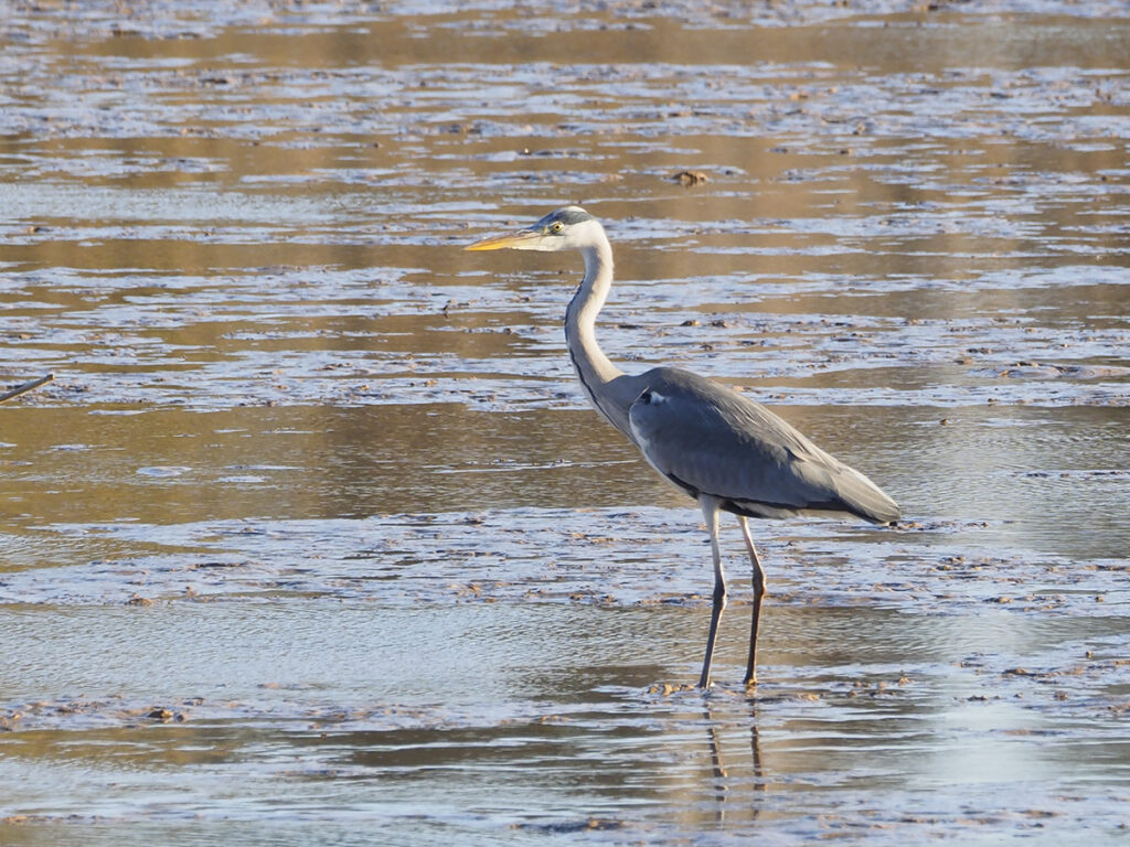 Garza real con el agua por los tobillos