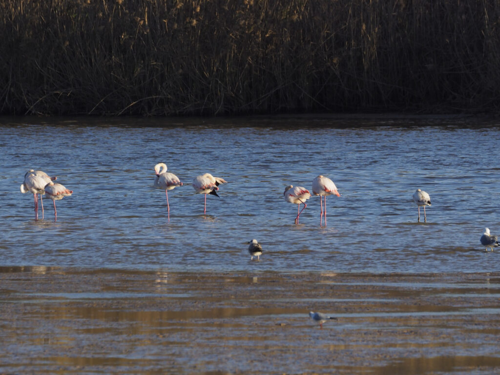 Flamencos y gaviotas