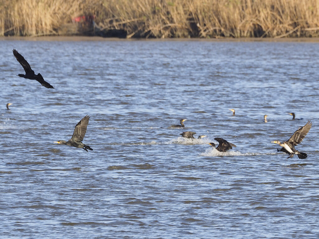 Cormoranes en bandada