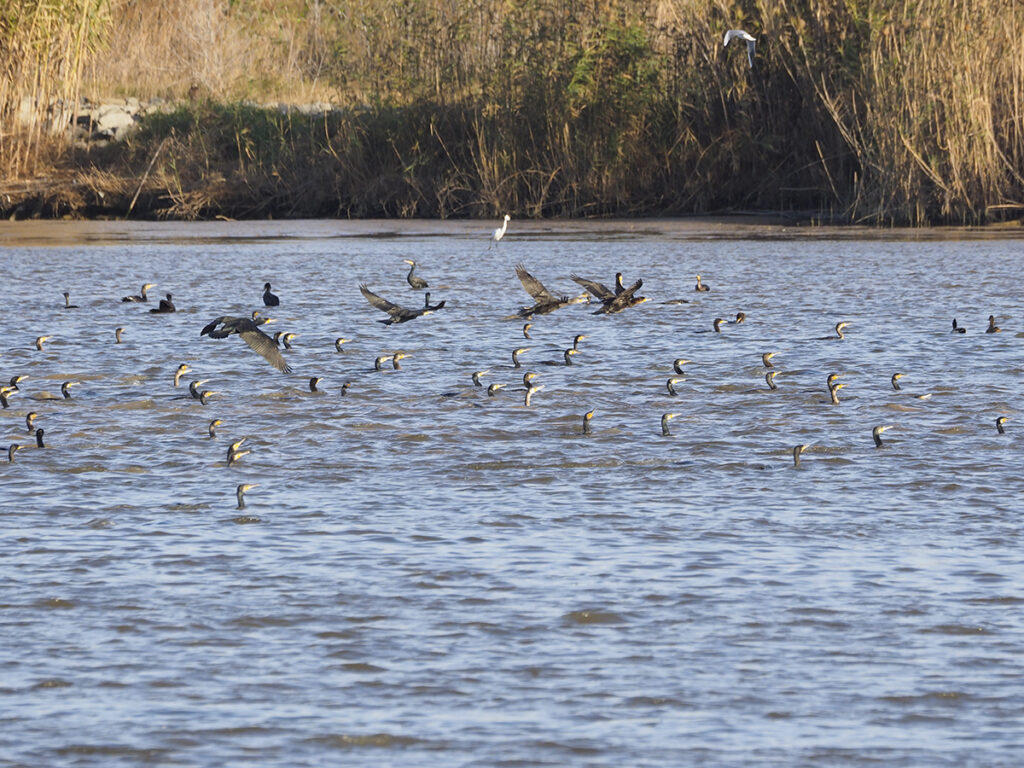 Por la foto... unos 50 cormoranes