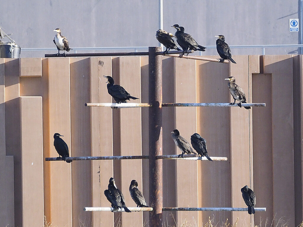 Cormoranes jovencitos