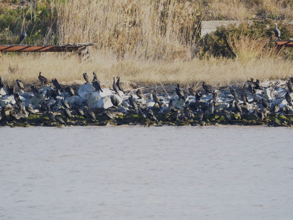 Cormoranes tostándose al sol