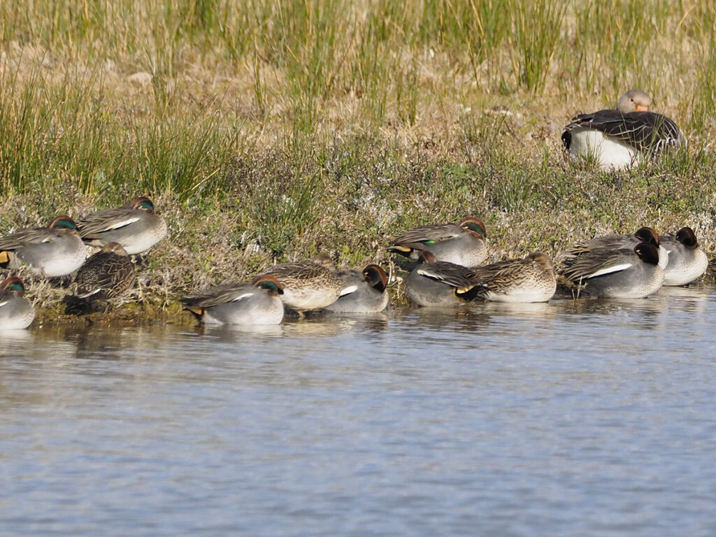 Cercetas aletargados