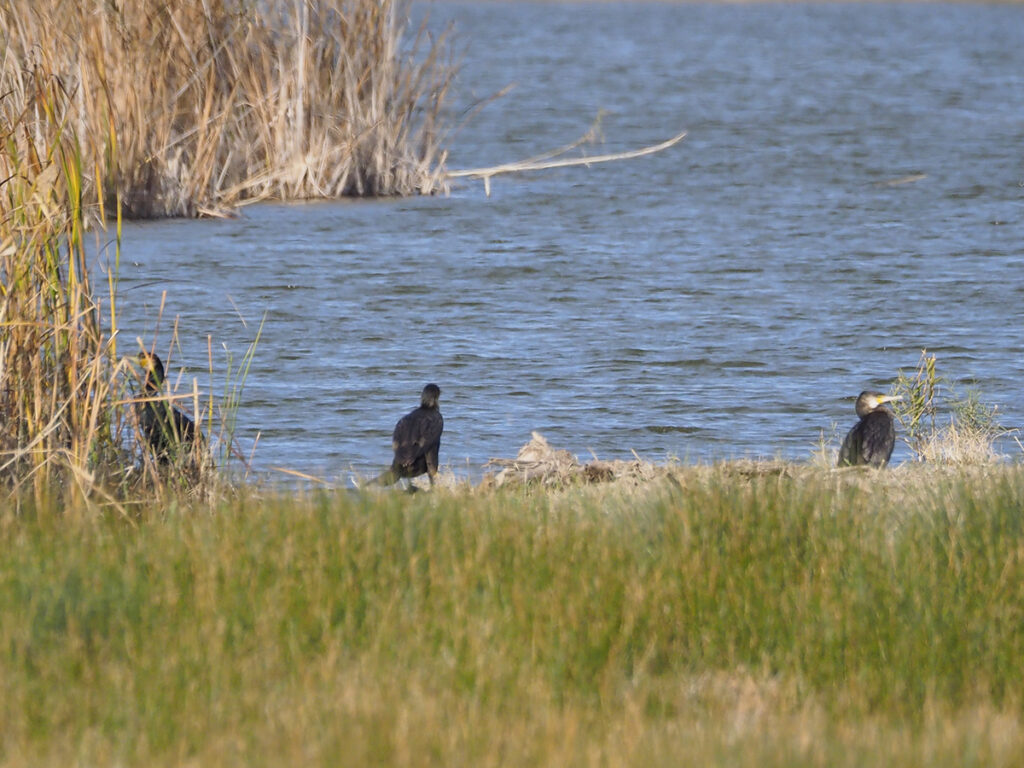 Cormoranes agorafóbicos