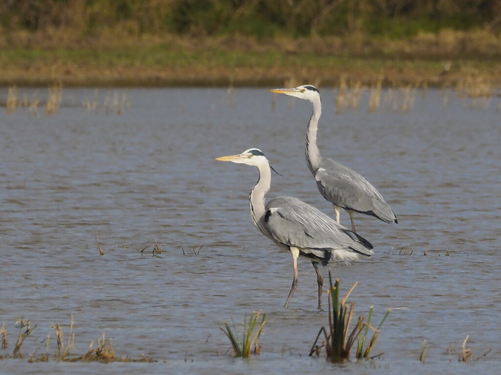 Garzas contemplativas