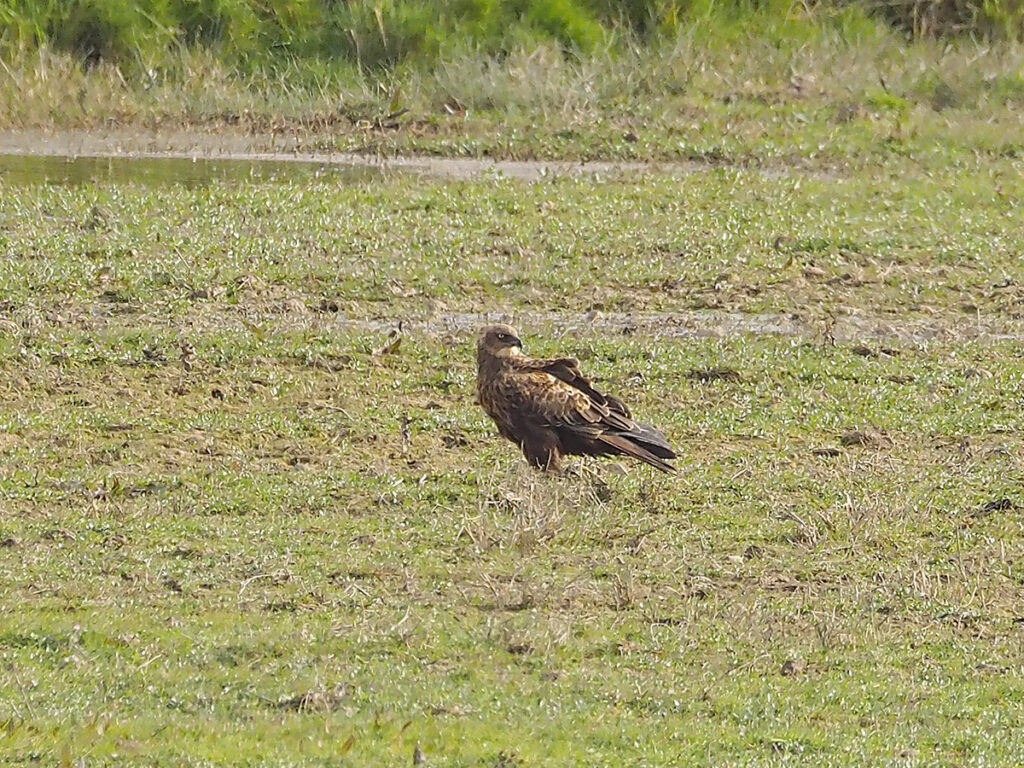 Aguilucho lagunero occidental