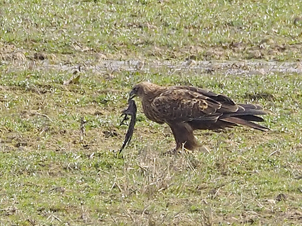 Aguilucho papeando alguna cosa