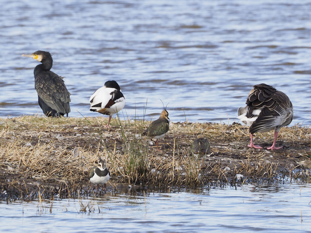 Aves conviviendo pacíficamente