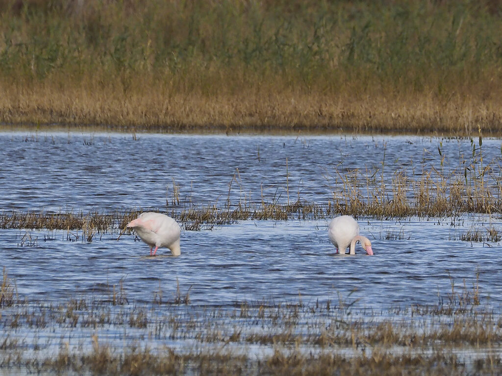 Flamencos en la distancia